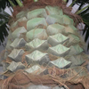 China Supplier Building Decoration Artificial Date Palm Tree