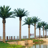 Real estate decoration Outdoor Artificial Date Palm Tree