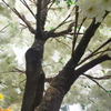 Wedding Decoration Indoor Artificial Cherry Blossom Tree 