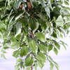 Office Decoration Indoor Artificial Ficus Tree