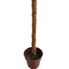 Gardon Decoration Indoor Artificial Laurel Tree