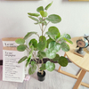 Japanese Mall Decoration Indoor Artificial Money Tree 