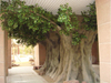 India Big Trunk Outdoor Artificial Ficus Tree