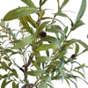 Wholesale Indoor Office Decor Artificial Olive Tree