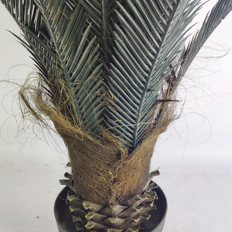 Asia Hotel Decoration Artificial Sago Cycas