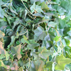Australia Office Decoration Indoor Artificial Plant Wall 