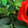Hotel Decoration Indoor Artificial Rose Tree