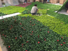 New Gardon Decoration Outdoor Artificial Green Wall 
