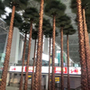 Hotel Decoration Artificial Washington Palm Tree