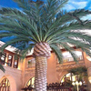 Real estate decoration Outdoor Artificial Date Palm Tree