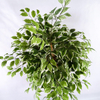 Office Decoration Indoor Artificial Ficus Tree