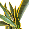 Canada Gardon Decoration Indoor Artificial Agave