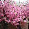 Office decoration indoor Artificial Peach Tree
