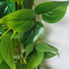 Clubhouse Decoration Indoor Artificial Hanging Plant