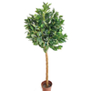 Gardon Decoration Indoor Artificial Laurel Tree