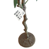 Dubai Gardon Decoration Indoor Artificial Olive Plant 