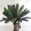 Tropical Regions of Oceania Artificial Sago Cycas