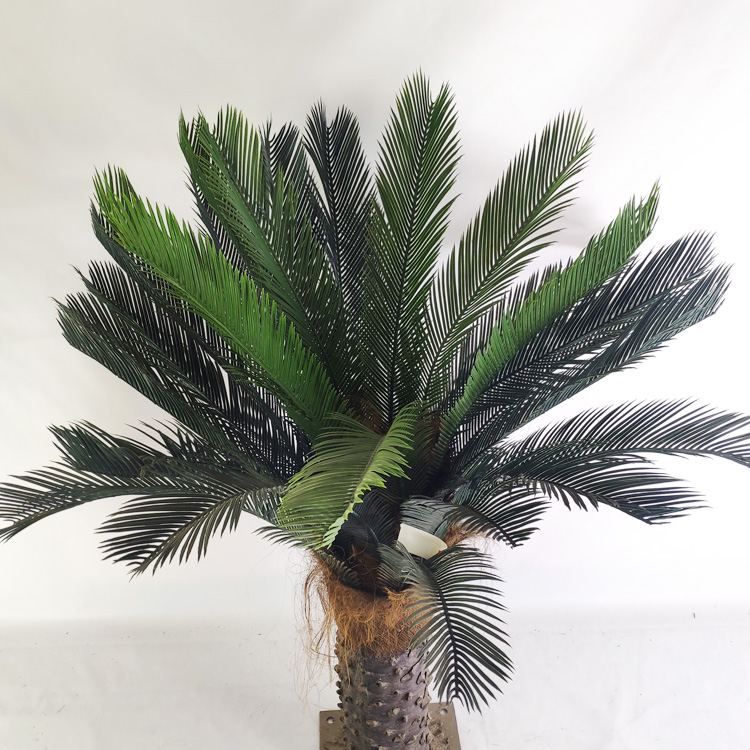 Tropical Regions of Oceania Artificial Sago Cycas