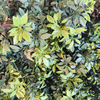 Australia Fireproof And UV Artificial Green Wall 