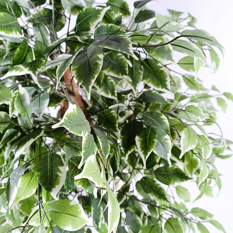 Office Decoration Indoor Artificial Ficus Tree
