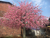 Mall Decoration Outdoor Artificial Peach Tree 