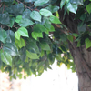 China Landscape Decoration Large Artificial Ficus Tree