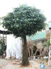Saudi Arabia High Similarity Artificial Ficus Tree 