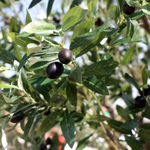Landscape decoration Fiberglass Trunk Artificial Olive Tree