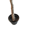 UK Indoor Office Decoration Artificial Olive Tree