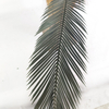 Tropical Regions of Oceania Artificial Sago Cycas