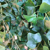 Australia Office Decoration Indoor Artificial Plant Wall 