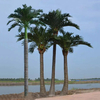 China Manufacturing Large Artificial Coconut Tree
