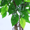 Mall Decoration Indoor Artificial Banyan Tree
