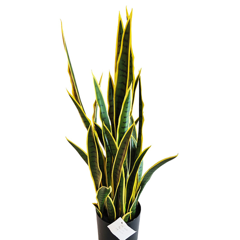 Clubhouse Decoration Indoor Artificial Agave