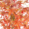 UK Office Decoration Indoor Artificial Maple Tree 