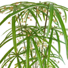 Australia Hotel decoration artificial Windmill grass 