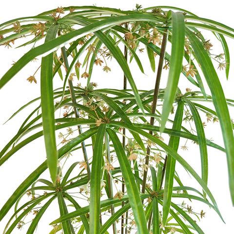 Australia Hotel decoration artificial Windmill grass 