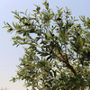Manufacturer of China Artificial Olive Tree 