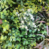Mall Decoration Indoor Artificial Plant Wall