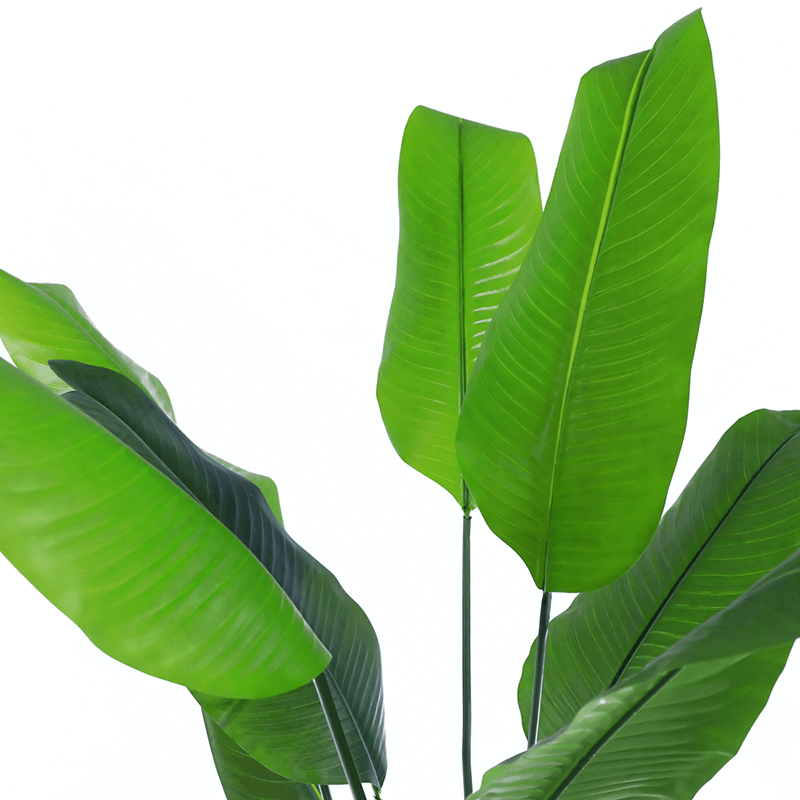 Mall decoration indoor Artificial Strelitziaceae