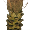 Hotel Decoration Artificial Washington Palm Tree