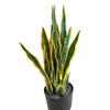 Tropical Africa Hotel Decoration Artificial Agave