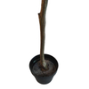 India Hotel Decoration Indoor Artificial Olive Tree