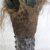 Tropical Regions of Oceania Artificial Sago Cycas