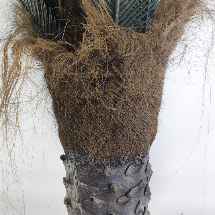 Tropical Regions of Oceania Artificial Sago Cycas