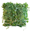 Australia Office Decoration Indoor Artificial Plant Wall 