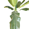 Office Decoration Indoor Artificial Banana Tree