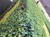 Canada Mall Decoration Artificial Green Wall