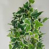 Hotel Decoration Indoor Artificial Hanging Plant