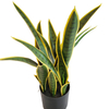 Canada Gardon Decoration Indoor Artificial Agave